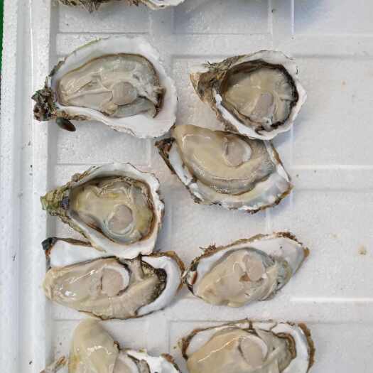 湛江本地开边白蚝