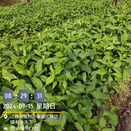 赣州草珊瑚苗