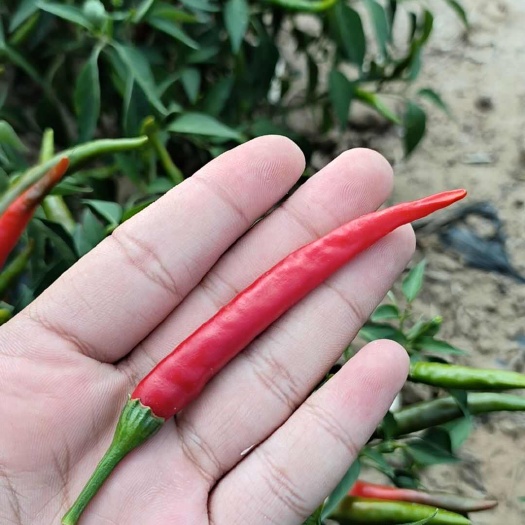 巴彦淖尔精品朝天椒满天星三樱椒