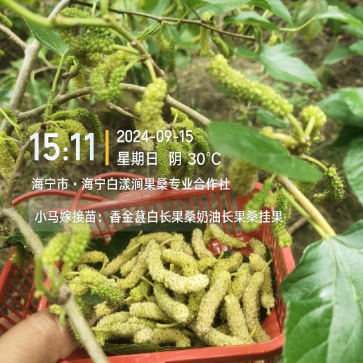 海宁市长穗桑苗  香金葚 白长果 奶油长果桑
