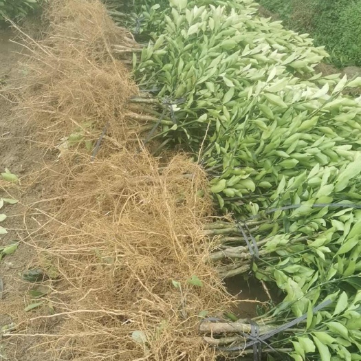 融安县供脆蜜裸根苗，营养杯苗，滑皮裸根苗，滑皮营养杯苗