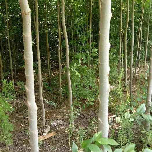 定西白榆西北种植白榆苗1234公分