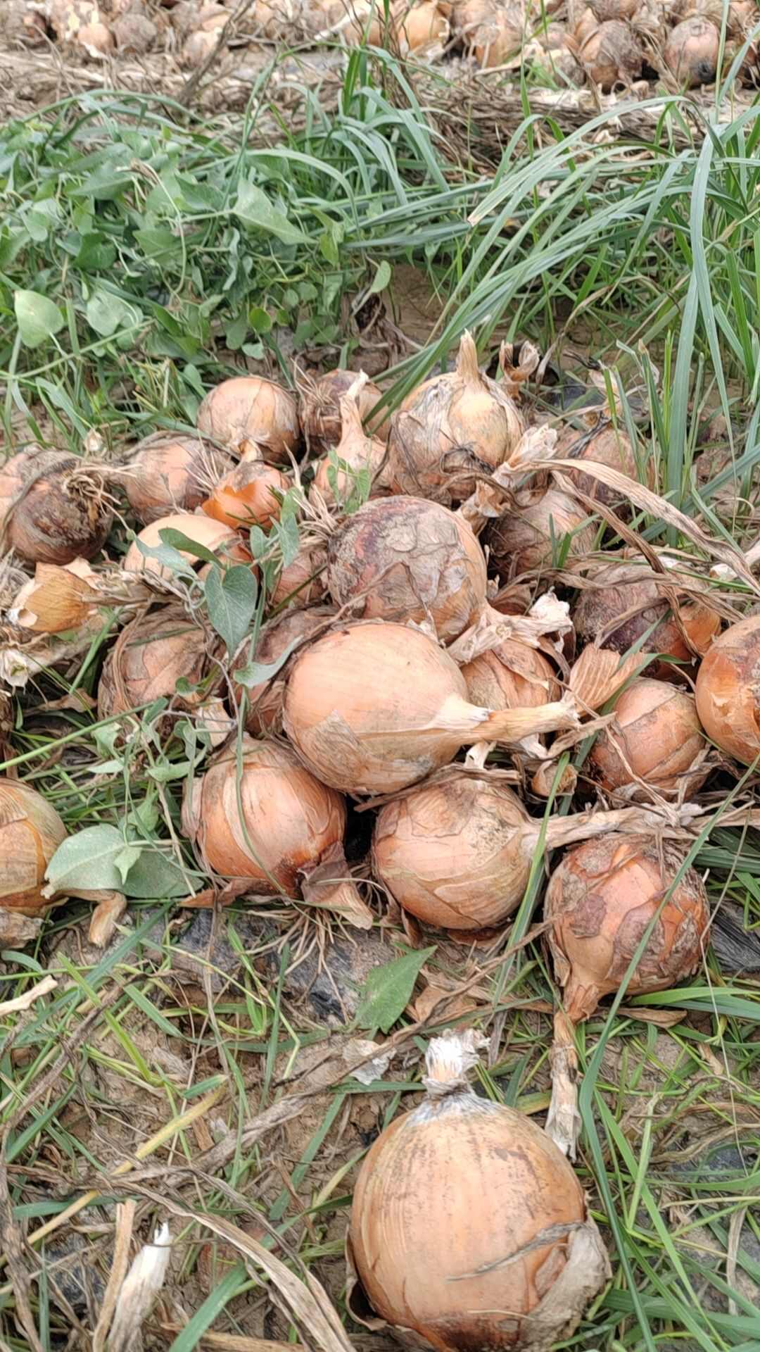 黄皮洋葱