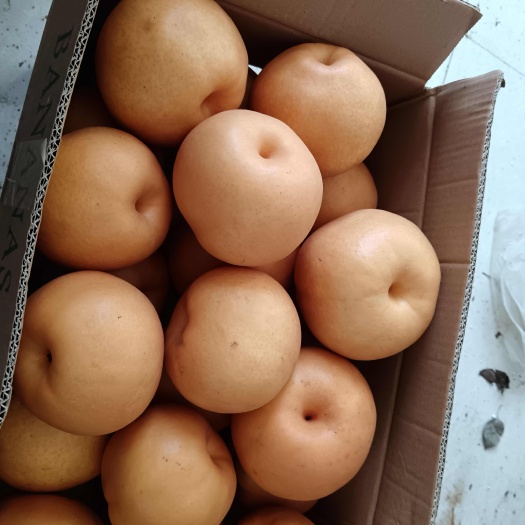 太和县晚秋黄梨
