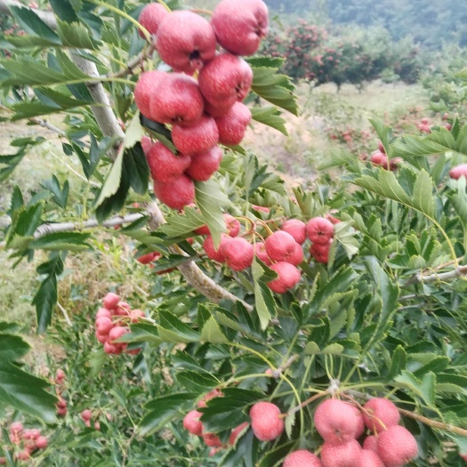 临朐县甜红子山楂
