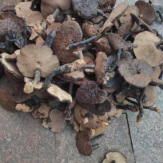 梧州广西灵芝枫树灵芝黑灵芝