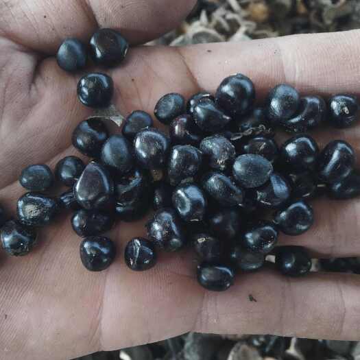 牡丹种子 高含量药用油用牡丹品种 自家现采现卖发芽有保证