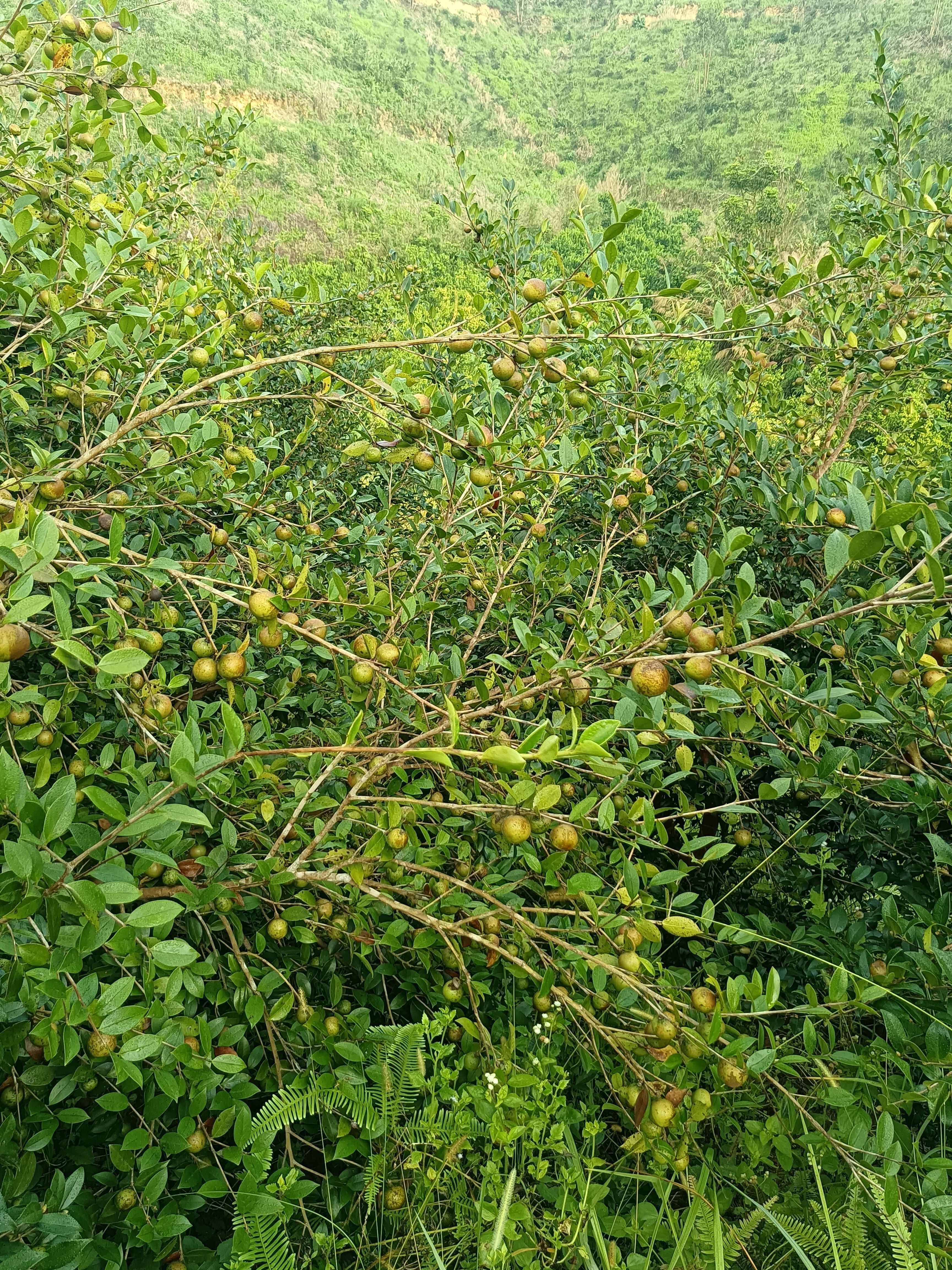 茶籽 薄皮出油率高达三成