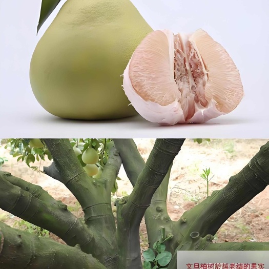 上等老树福建葡萄柚