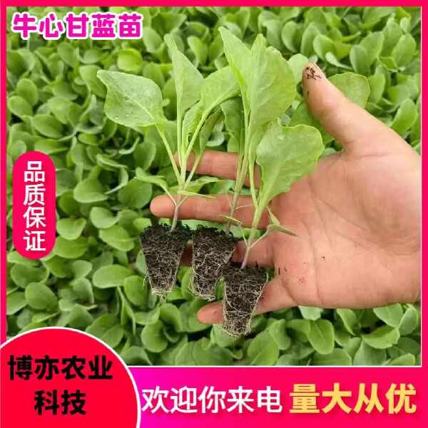 蔬菜种苗>牛心甘蓝苗，优质品种