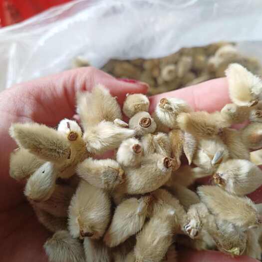 南召县辛夷花正品一手货源产地批发