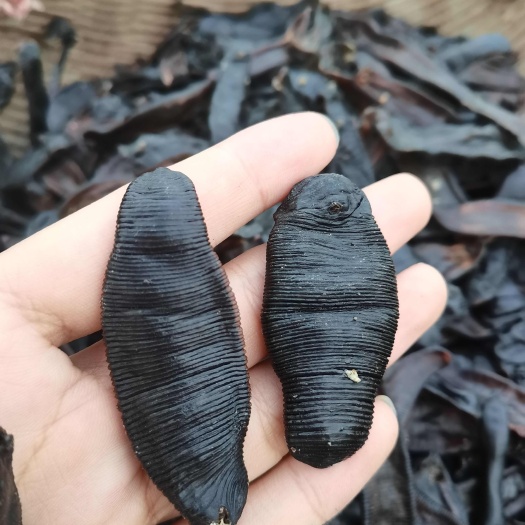 宽体金线蛭清水吊干水蛭干