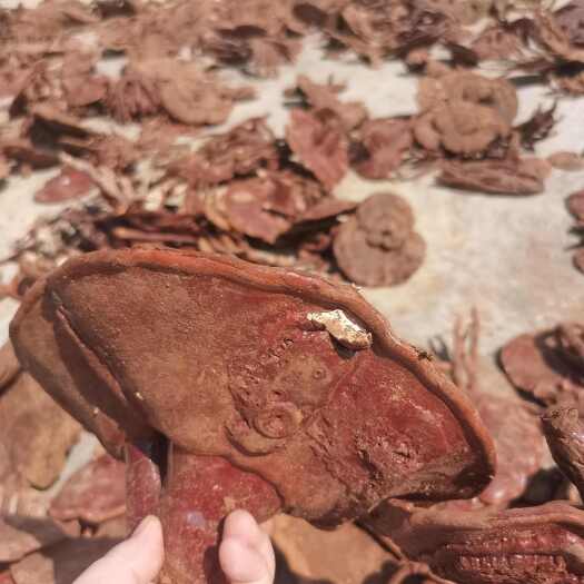 鄱阳县灵芝
