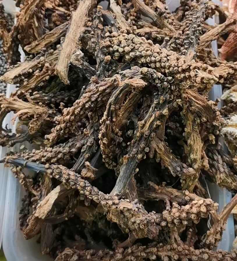 虎鞭草2斤起包邮