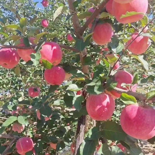 沂水县红富士苹果 对外供应 出口/市场/电商/零卖 大果 中果小果