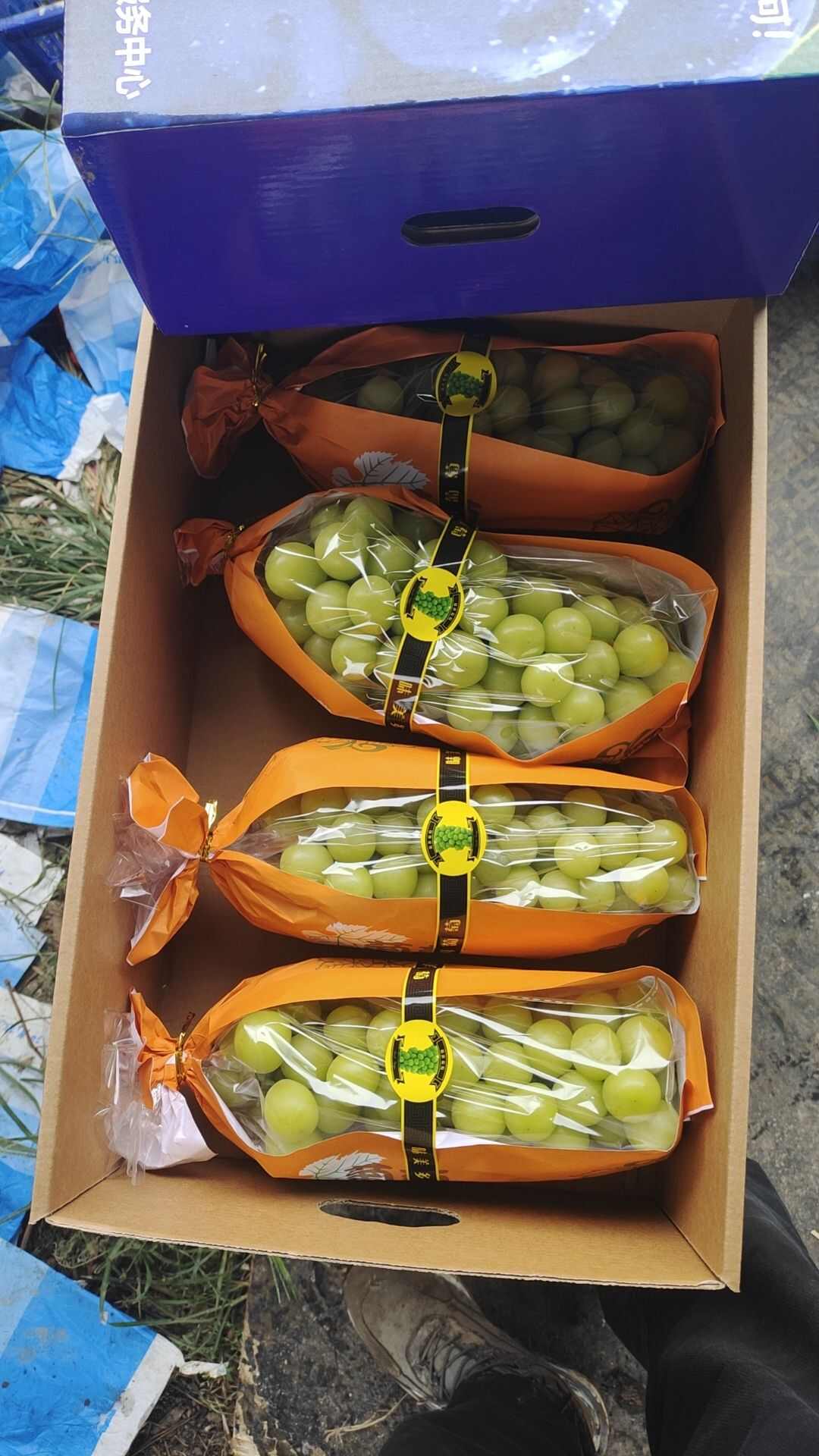 阳光玫瑰
