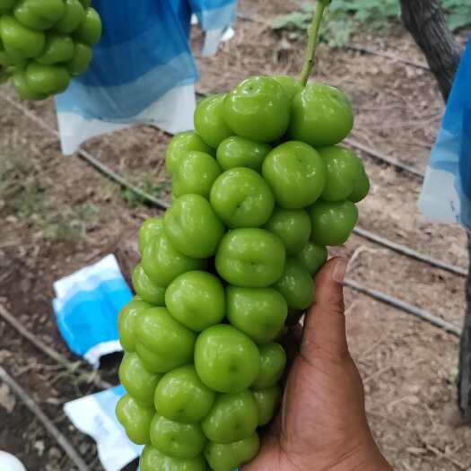鲁山县入库阳光玫瑰