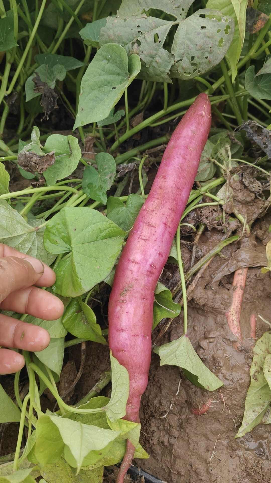 秦五 西瓜红 哈密  19