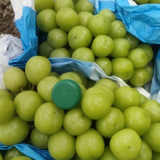 宿迁阳光玫瑰葡萄脆甜应季新鲜水果颗粒均匀果面干净串型紧凑硬度好