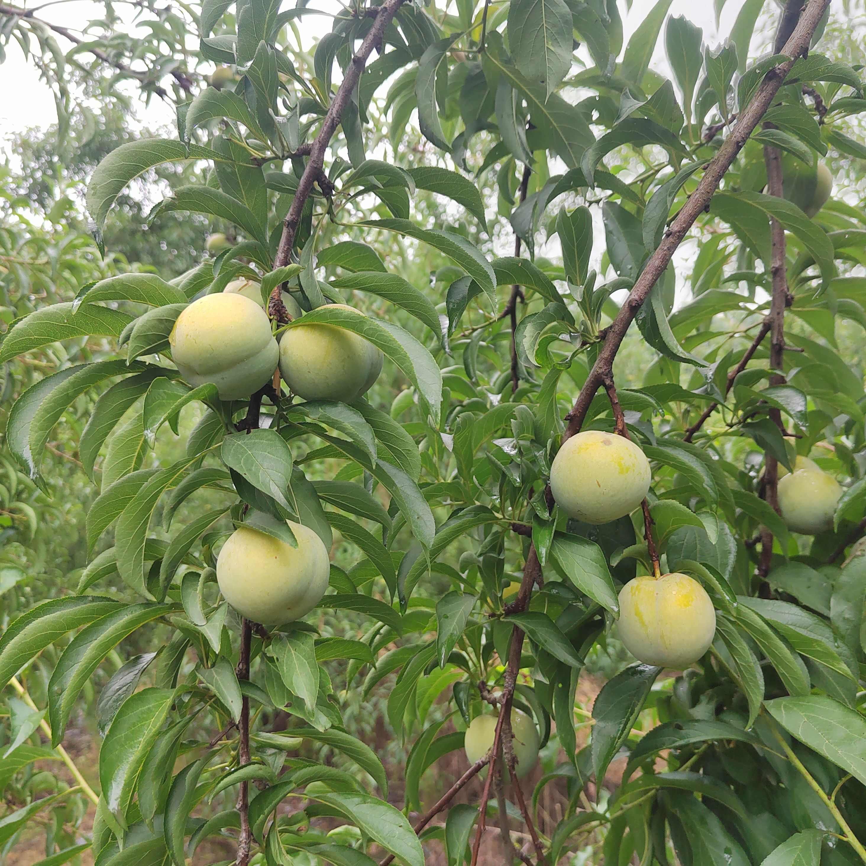 亲子农场转让