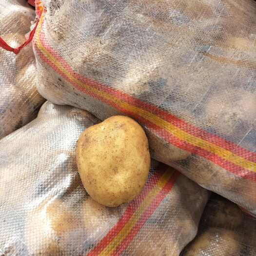 呼和浩特内蒙精品土豆