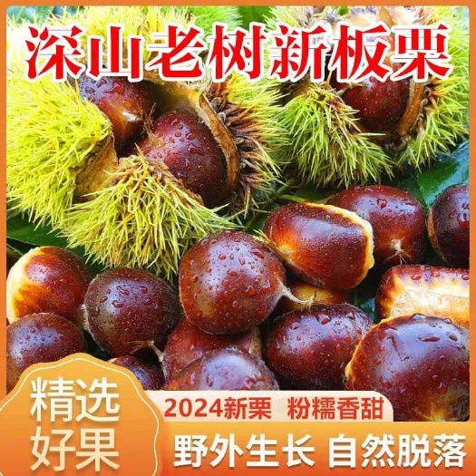 嵩县板栗生新鲜黄心油栗2024年新货炒栗专用现摘深山野生毛栗子