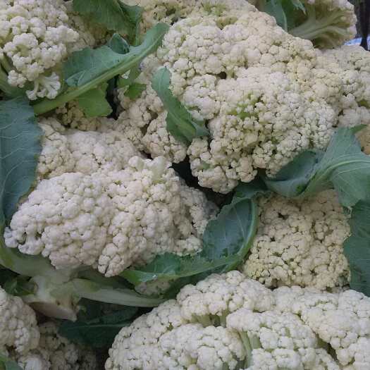 通许县松花菜 菜花上市了