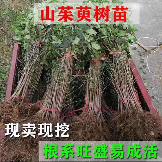 山茱萸树苗山萸肉苗中药材枣皮苗药材种植种苗绿化苗木盆景花卉苗