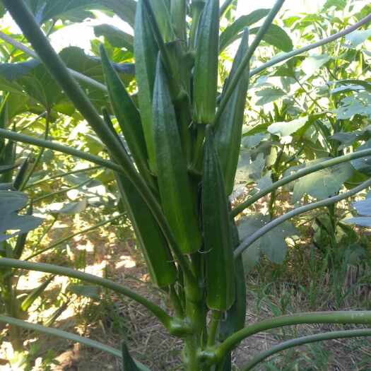 厦门秋葵 品相好，个大饱满，价格实惠，日产量大概200斤