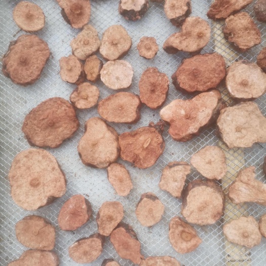 天峨县何首乌水洗干片，天然，干透，无霉无硫，量大优惠。