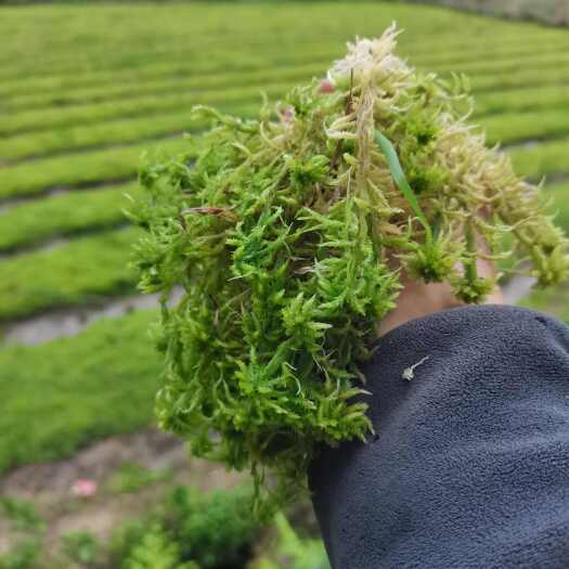 隆回县湖南海花草产地直供一手货源全国供应