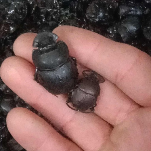 钦州大量供应中药材屎壳郎水洗干货