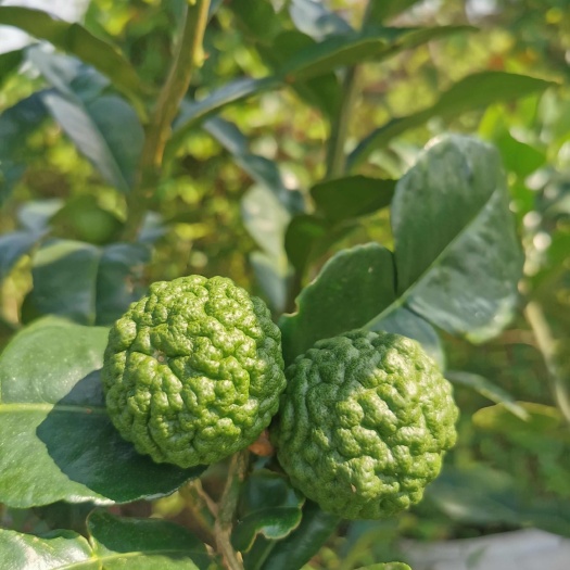 皱皮柠檬果