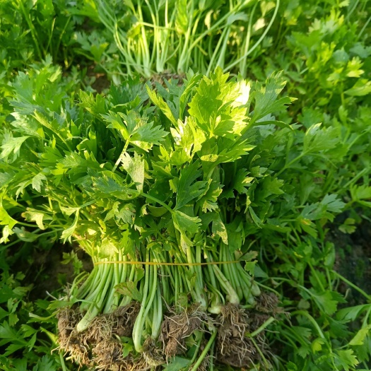 滨州优质芹菜苗基地