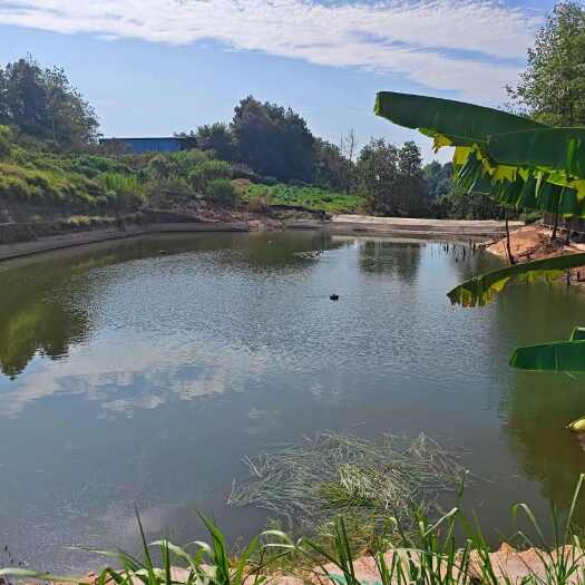 重庆市渝北区兴隆鱼塘土地出租