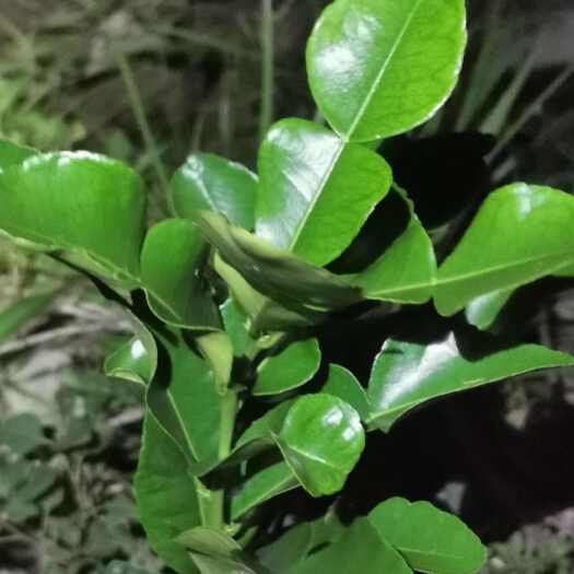 佛山皱皮柠檬叶