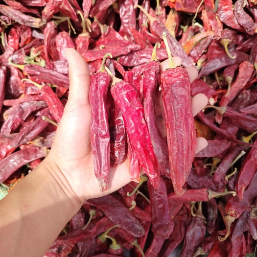 红龙 23，线椒，二荆条！大量有货