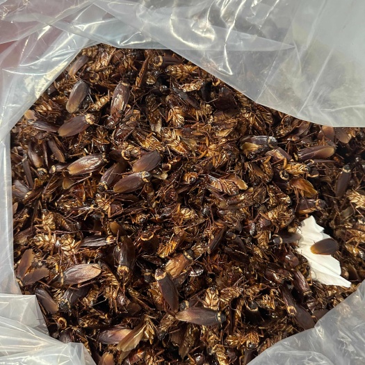 周口美洲大蠊