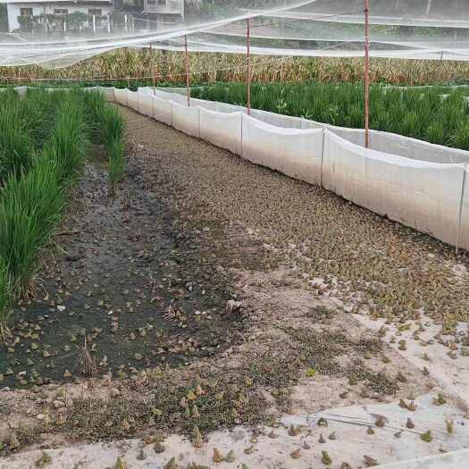 重庆市重庆乡村振兴稻田生态美蛙青蛙田鸡自产自销大量供应