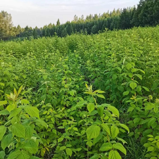 双季红树莓苗 大量出售 南北方均可以种植  欢迎村委会合作