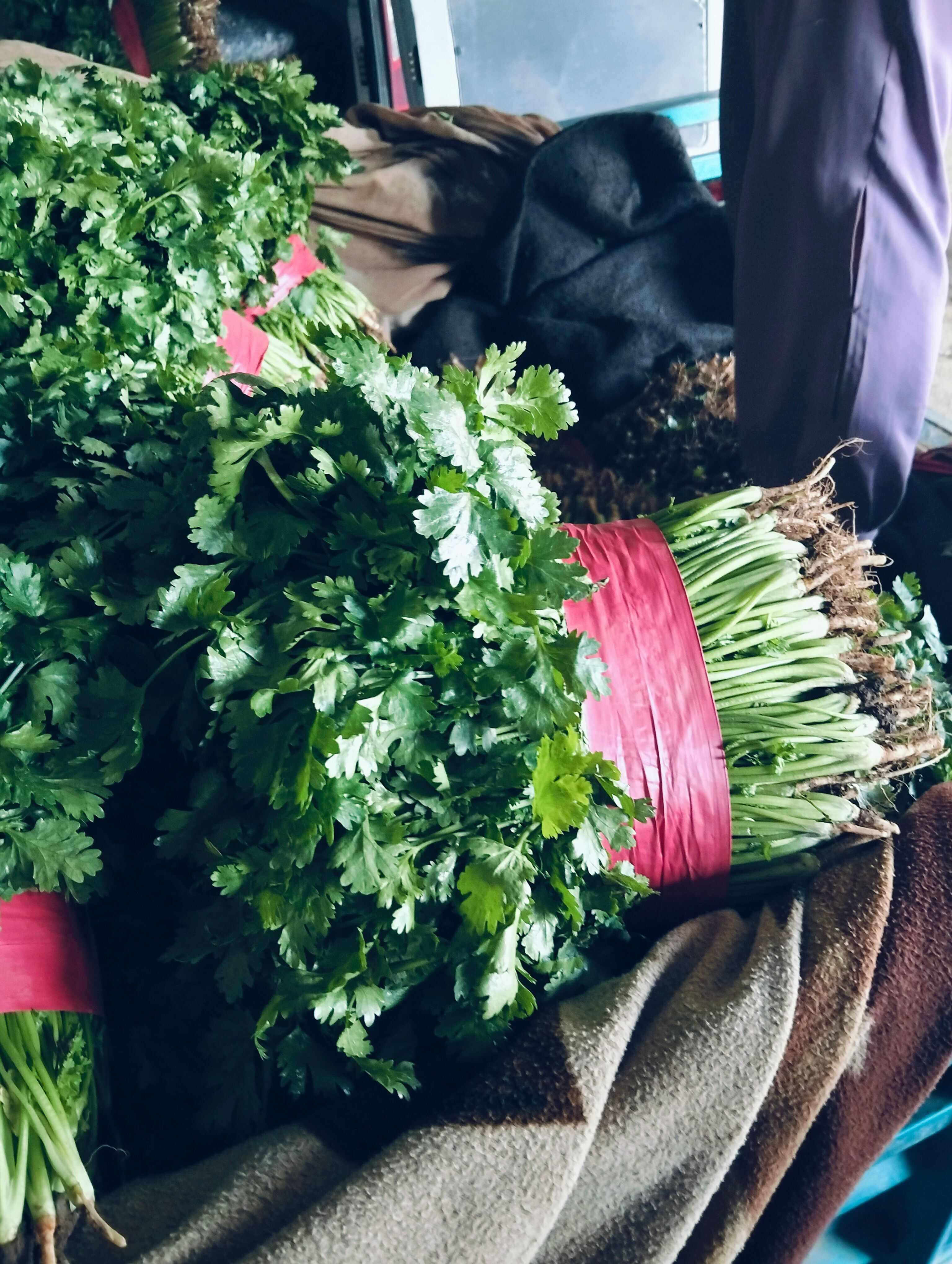 精品香菜常年有貨，大葉，中葉，通通有貨