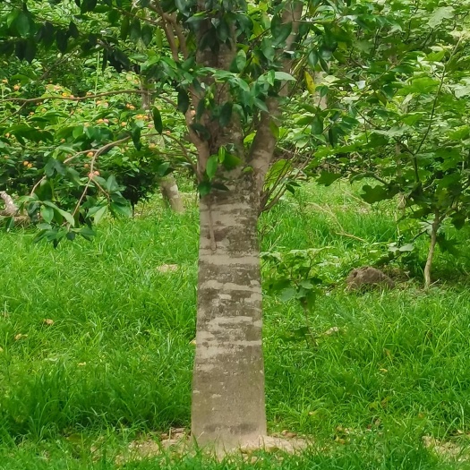 位于广东省恵东九龙峰面积50亩种植沉香树，地租已付清