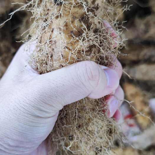 遂溪县湛江特产毛薯