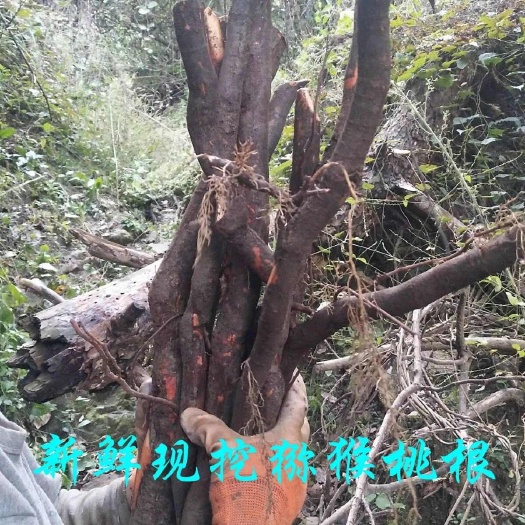 猕猴桃根  藤梨根产地直供 一手货源 可定制生产