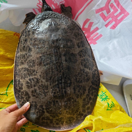 大甲鱼珍珠鳖美国鳖外塘