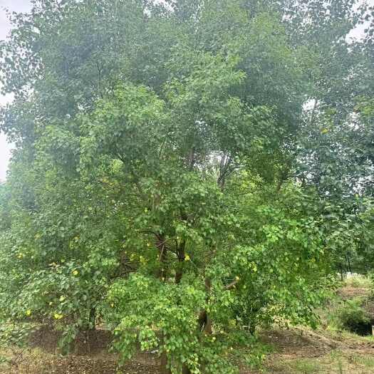 南京丛生乌桕基地 50-100公分 丛生乌桕部分处理