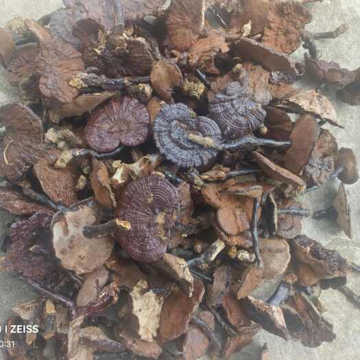 宁海县紫灵芝  灵芝