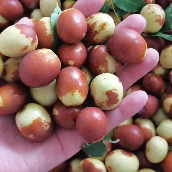 沧州金丝小枣