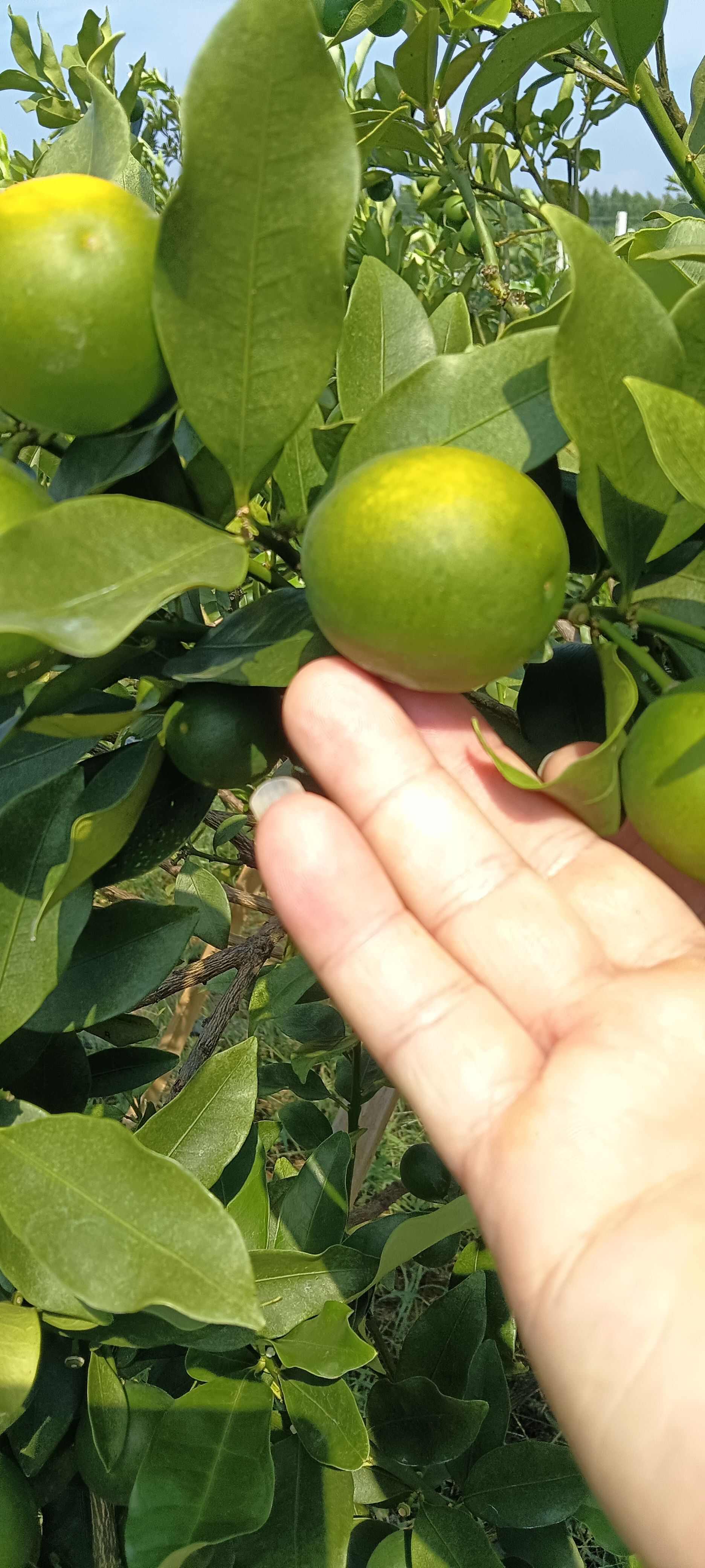 脆蜜金桔又脆又甜，诚信代办
