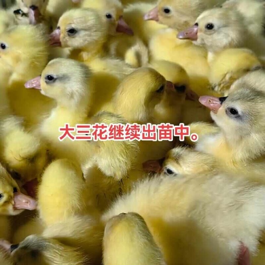 (平台严选店)三花鹅苗包防疫 包运输 包/存活率货到满意付款